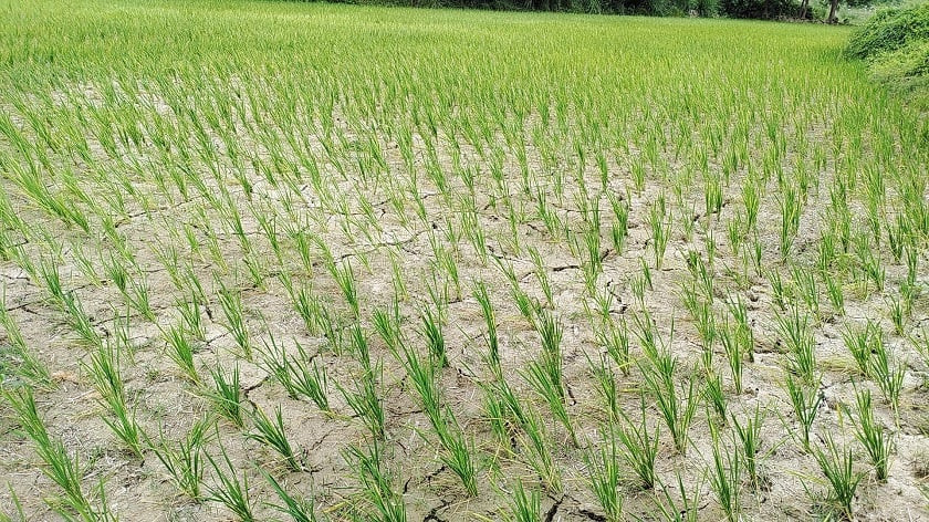 आठ लाख १६ हजार ४०५ हेक्टरमा रोपाइँ सम्पन्न