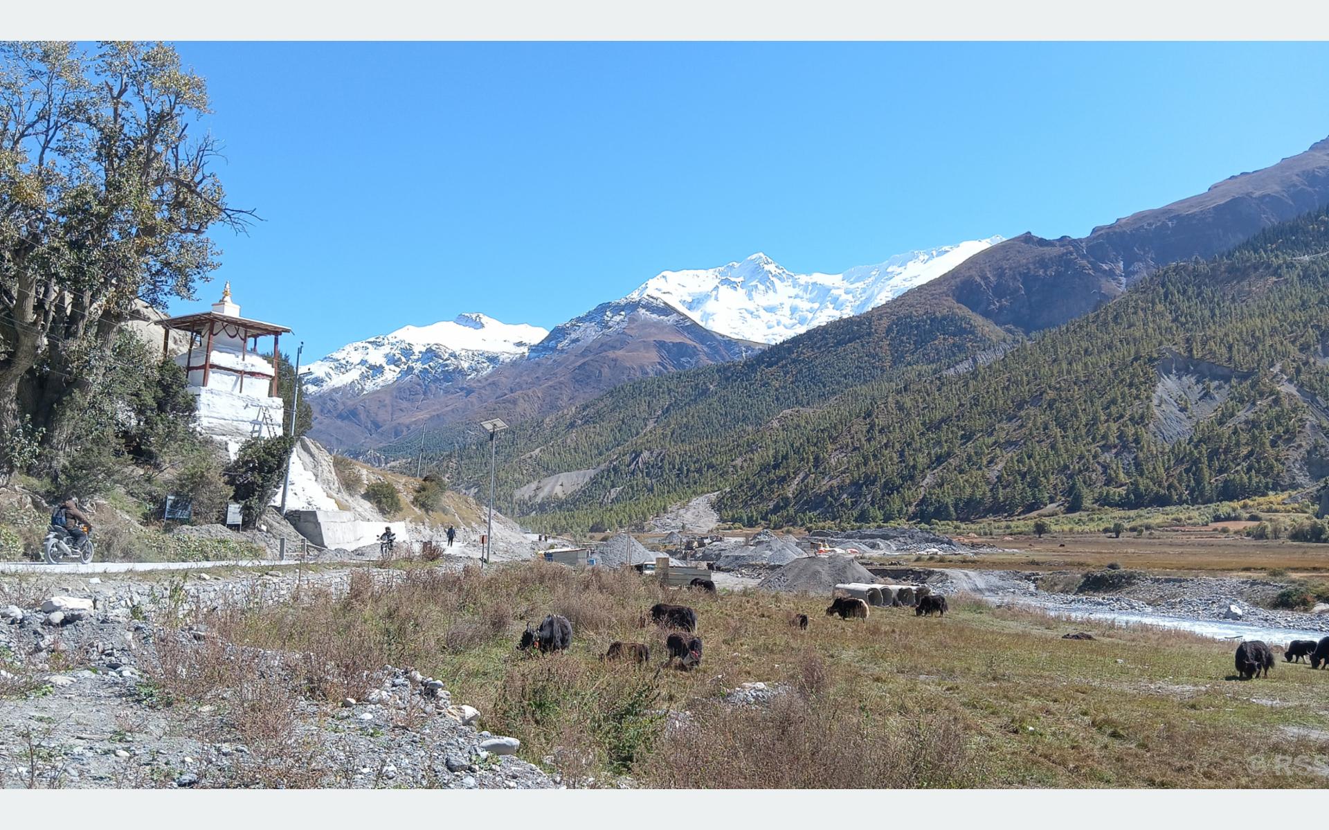 जलवायु परिवर्तनको प्रभावः सङ्कटमा चौँरी खर्क