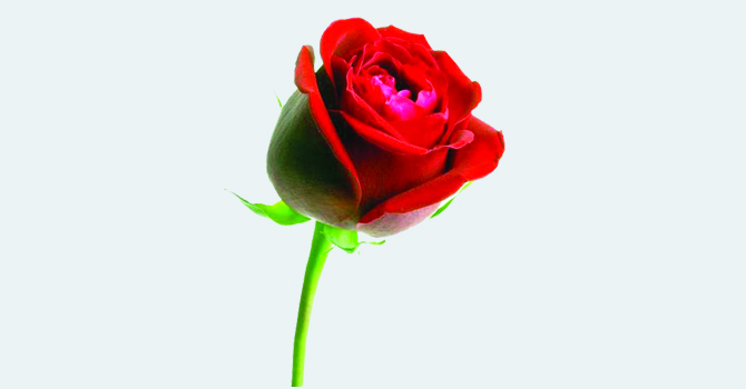 Demand for roses has increased