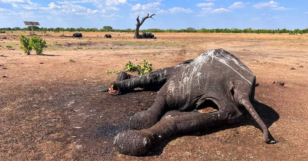 At least 100 elephants die during Zimbabwe’s drought