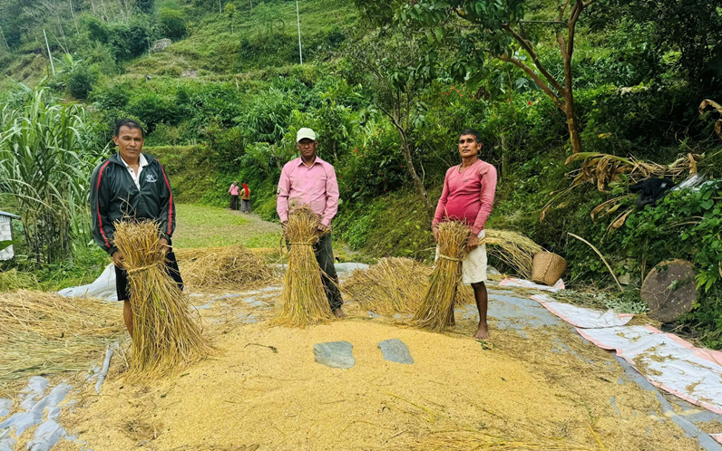 तनहुँमा चैतेधान प्रवर्द्धन आयोजनाबाट ११७७ मेट्रिकटन उत्पादन