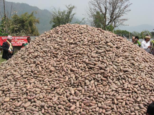 भोजपुरका किसानको आम्दानीको स्रोत अर्ग्यानिक आलु