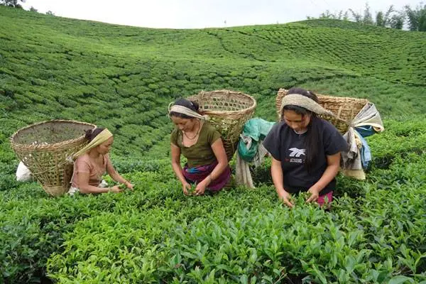पूर्वीनाकाबाट एक अर्ब ३७ करोडको चिया निर्यात